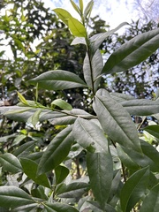 Daphnopsis americana