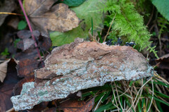 Hymenochaete carpatica