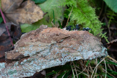 Hymenochaete carpatica