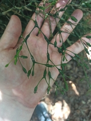 Hatiora salicornoides