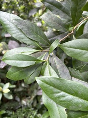 Daphnopsis americana