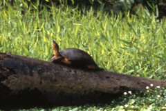 Rhinoclemmys funerea