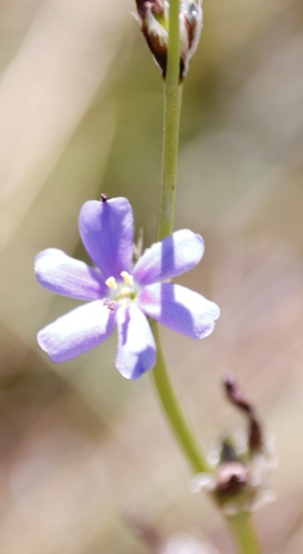 Image of Aristea torulosa by (c) Tony Rebelo, some rights reserved (CC BY-SA)