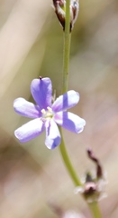 Aristea torulosa