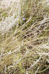 Aristea torulosa