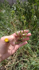 Grindelia pulchella discoidea