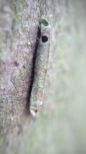 Large Birch-Bright, Noordwijk, Nederland, photo 9 of 10