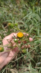 Grindelia pulchella discoidea