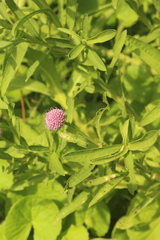 Sphaeranthus peduncularis