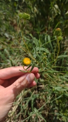 Grindelia pulchella discoidea