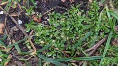 Stellaria apetala