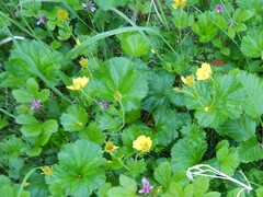 Geum calthifolium