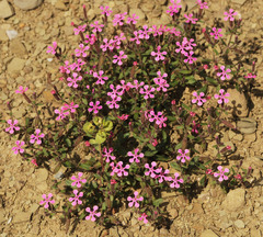 Saponaria calabrica