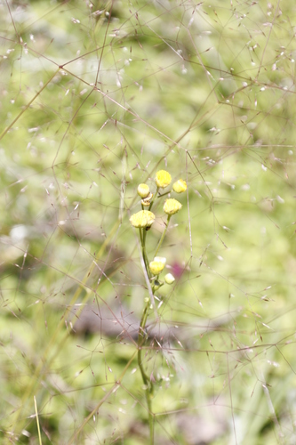 Image of Nidorella pinnata by (c) Tony Rebelo, some rights reserved (CC BY-SA)