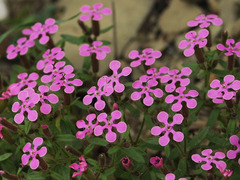 Saponaria calabrica