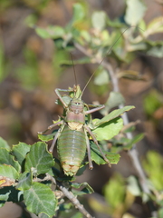 Ephippiger provincialis