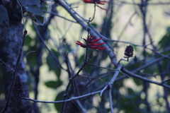 Erythrina americana