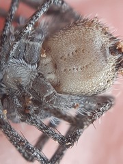 Philodromus margaritatus