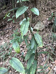 Smilax riparia