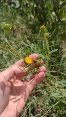 Grindelia pulchella discoidea