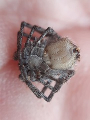 Philodromus margaritatus