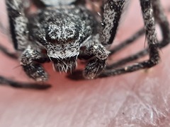 Philodromus margaritatus