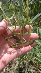 Grindelia pulchella discoidea