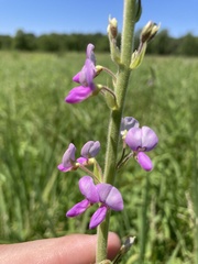 Desmodium illinoense