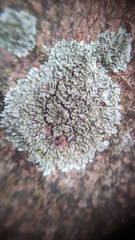 Hyperphyscia adglutinata