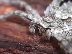 Philodromus margaritatus