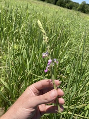 Desmodium illinoense