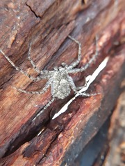 Philodromus margaritatus