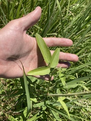Desmodium illinoense