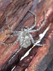 Philodromus margaritatus