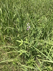 Desmodium illinoense