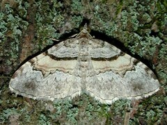 Xanthorhoe labradorensis