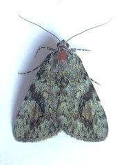 Catocala amica
