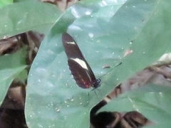 Heliconius sara
