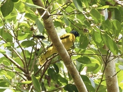 Brachypodius melanocephalos