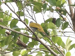 Rubigula cyaniventris