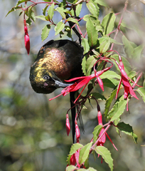 Cinnyris cupreus chalceus