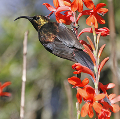 Cinnyris cupreus chalceus