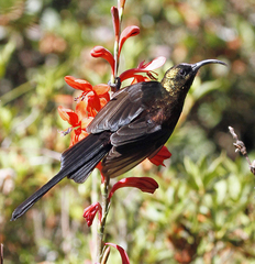 Cinnyris cupreus chalceus