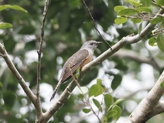 Cacomantis merulinus