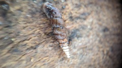 Alinda biplicata