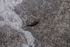 Labidura riparia