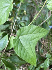 Passiflora rubra