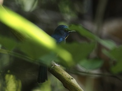 Cyornis glaucicomans