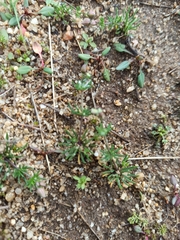 Spergula
