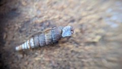 Alinda biplicata